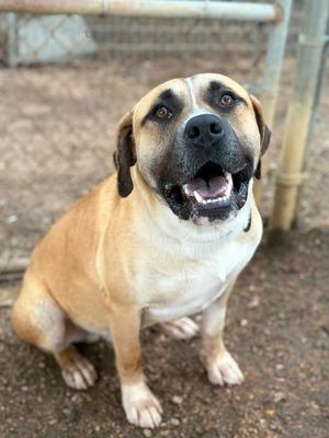 A happy dog sitting on the ground with its mouth open, showing its teeth. The dog has a light brown coat with a white chest and a black muzzle. It is wearing a collar and is standing in front of a chain-link fence.