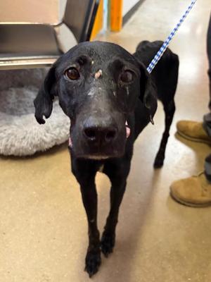 Willow, Labrador Retriever / Mixed Breed, young, available for adoption