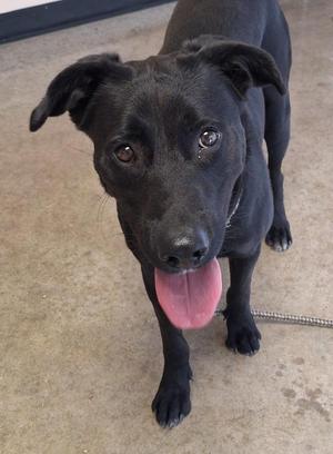 Dragon, Labrador Retriever / Mixed Breed, young, available for adoption