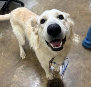 A happy golden retriever dog with a black nose and bright eyes, standing on a concrete floor, looking up with its mouth open in a smile.