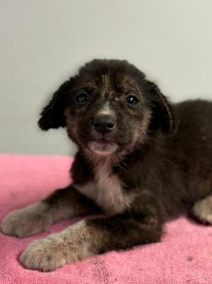 Flutter, Collie / Mixed Breed, puppy, available for adoption