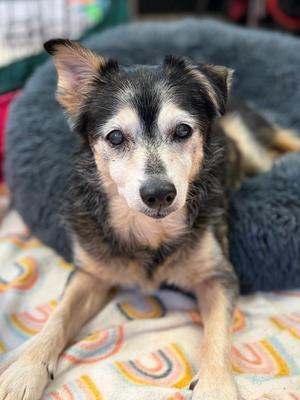 Ol' Gal, Husky / Mixed Breed, senior, available for adoption