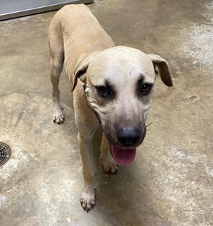 A light brown dog with floppy ears and a black nose standing on a concrete floor.