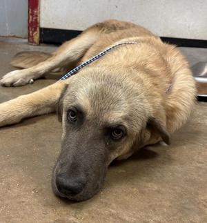 Pringle, Anatolian Shepherd / Mixed Breed, young, available for adoption