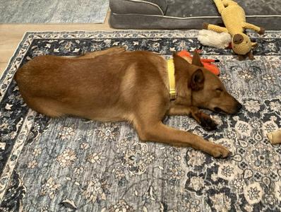 Romeo, Shepherd / Mixed Breed, young, available for adoption