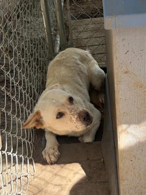 Fidler - N/ Nevada, Mixed Breed, young, available for adoption
