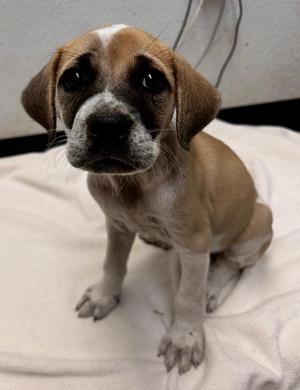 Alice, Mixed Breed, puppy, available for adoption