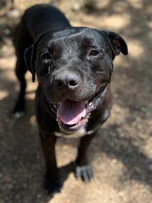 Brutus, Pit Bull Terrier / Mixed Breed, young, available for adoption