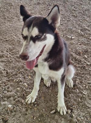 A black and white husky dog sitting on a gravel surface with its tongue out.