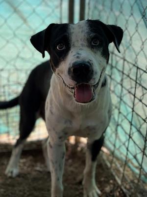 meatball, Pit Bull Terrier / Mixed Breed, adult, available for adoption