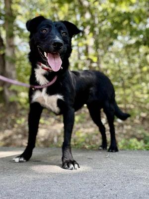Frank, Australian Cattle Dog / Blue Heeler, young, available for adoption