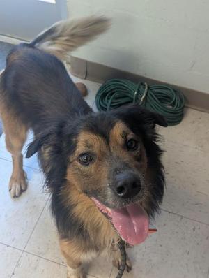 A brown and black dog with a long tail standing on a tiled floor, looking up with its tongue out.