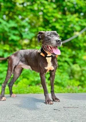 Harper, Pit Bull Terrier, young, available for adoption