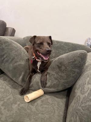 Luna, Pit Bull Terrier, adult, available for adoption