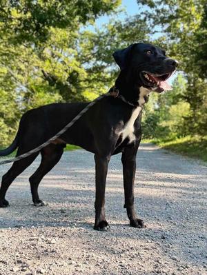leroy, Labrador Retriever, young, available for adoption