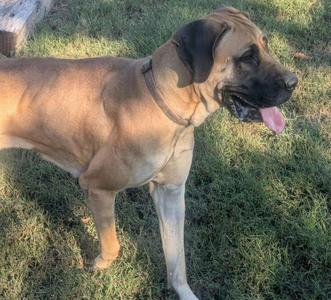A large brown dog with a black face and ears standing on grass, its tongue out and looking to the right.