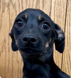 Lana (wh stripe on chest), Dachshund, puppy, available for adoption