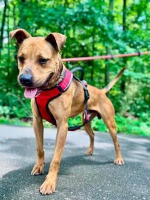 Cocoa, Terrier, adult, available for adoption