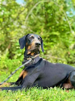 prince, Doberman Pinscher, young, available for adoption