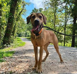 Willie, Mountain Cur, young, available for adoption