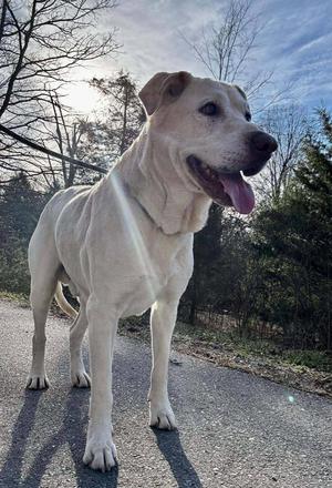 A light-colored dog standing on a paved path with trees and a blue sky in the background.