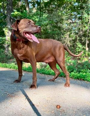 Cocoa, Labrador Retriever, adult, available for adoption