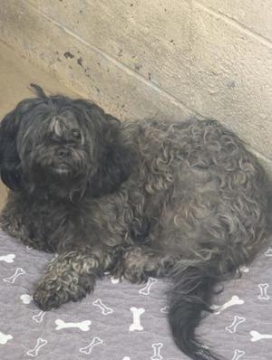 A shaggy black dog lying on a gray blanket with bone patterns.