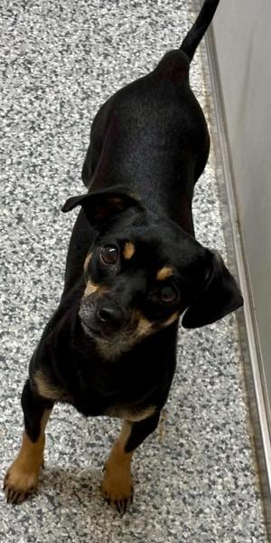 Lulu, Dachshund, young, available for adoption