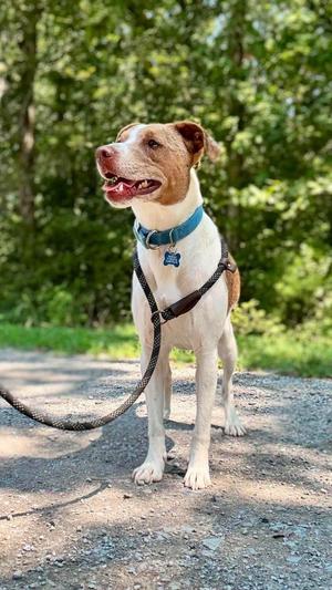ace, Terrier, young, available for adoption
