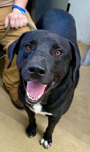 Knox, Black Labrador Retriever, young, available for adoption
