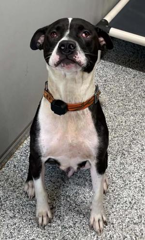 Luna, Pit Bull Terrier, adult, available for adoption