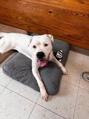 Daisy, Pit Bull Terrier, adult, available for adoption