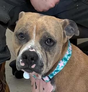 Sadie, Pit Bull Terrier, young, available for adoption