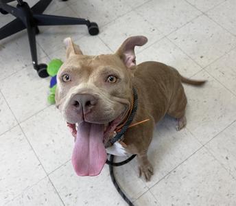 Karma, Pit Bull Terrier, young, available for adoption