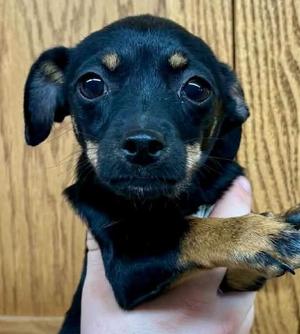 Lance, Dachshund, puppy, available for adoption