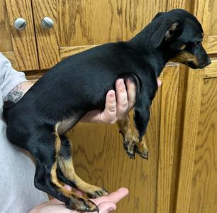 Lexi, Dachshund, puppy, available for adoption