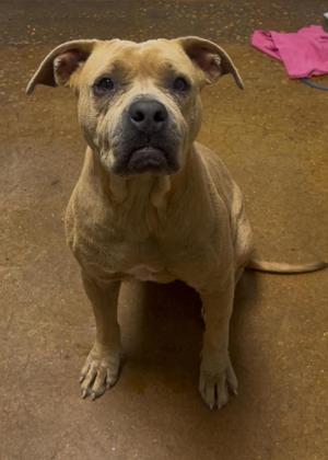 A light brown dog sitting on a concrete floor, looking up with its ears perked up.