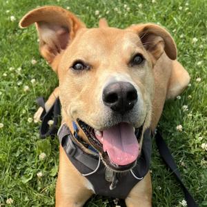 Cupid, Mixed Breed, puppy, available for adoption