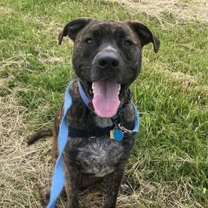 Zeke, Mixed Breed, young, available for adoption