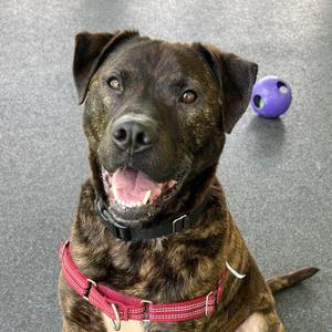 Brick, Mixed Breed, adult, available for adoption