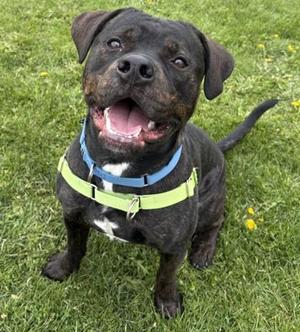 Teddy Graham, Rottweiler, young, available for adoption