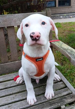 Casper, American Bulldog / Boxer, puppy, available for adoption