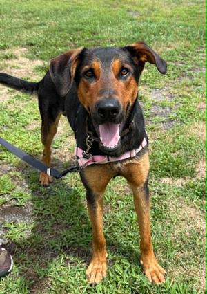 Odin, Doberman Pinscher / Shepherd, young, available for adoption