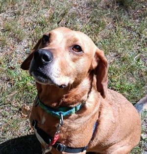 Millie, Pit Bull Terrier / Basset Hound, adult, available for adoption