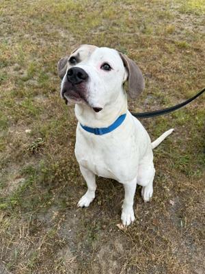 Frankie, American Bulldog / Boxer, young, available for adoption