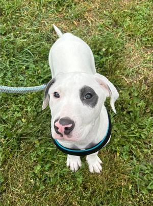 Petey, American Bulldog / Boxer, puppy, available for adoption