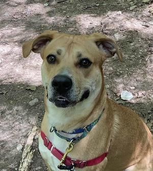 A brown dog with floppy ears wearing a red collar and a blue harness, sitting on a dirt ground.