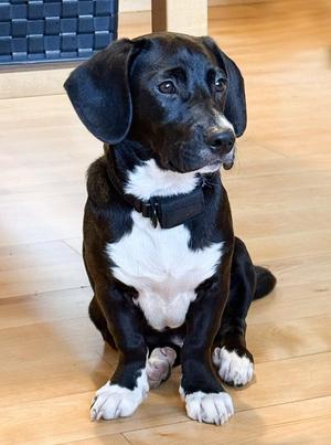 Ranger, Labrador Retriever / Wirehaired Terrier, puppy, available for adoption