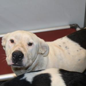Polar, Terrier Mix, adult, available for adoption