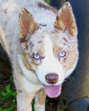 R-Kelley, Australian Shepherd Mix, young, available for adoption